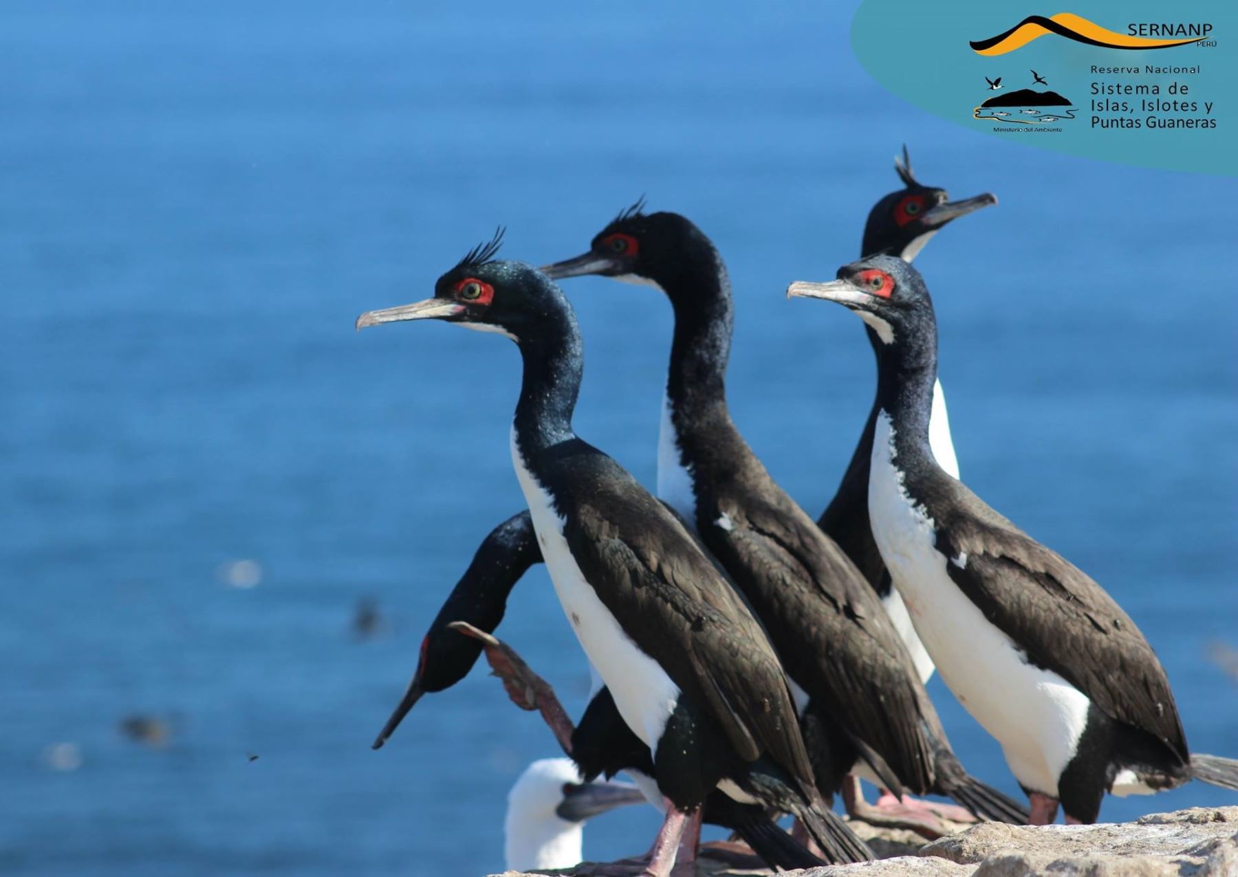 Estudio científico detectó presencia de microplásticos en los bolos alimenticios en ejemplares del cormorán guanay, ave guanera que habita en el litoral peruano. ANDINA/Difusión