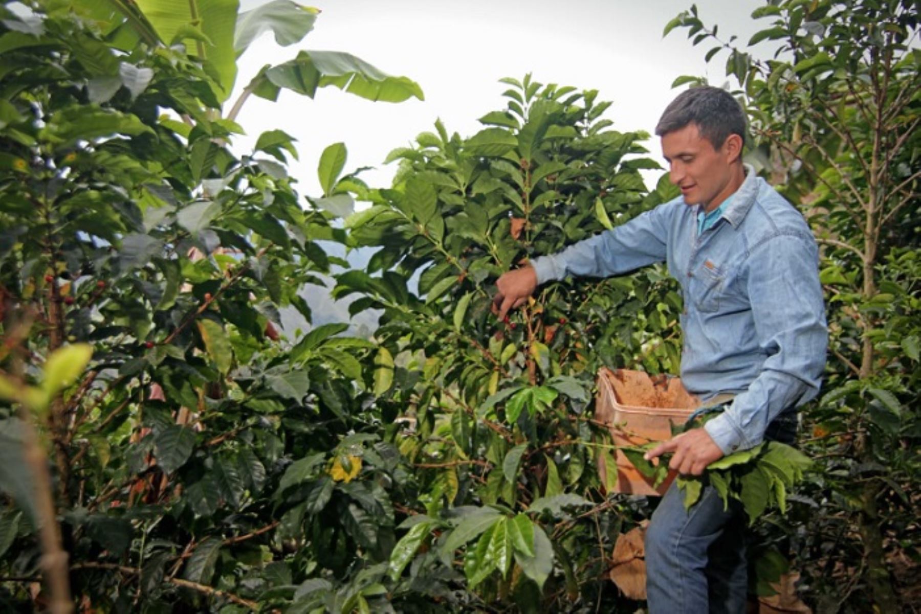 El galardonado caficultor se convirtió en el sétimo ganador de esta prestigiosa competencia promovida desde el 2017 por la Central Café & Cacao del Perú, con el apoyo de Usaid.