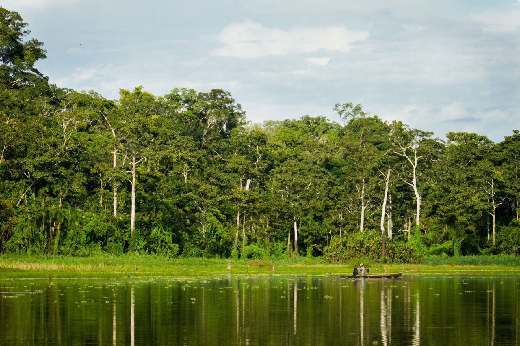 La protección de los bosques con participación de comunidades forma parte de las acciones del Minam. ANDINA/Difusión
