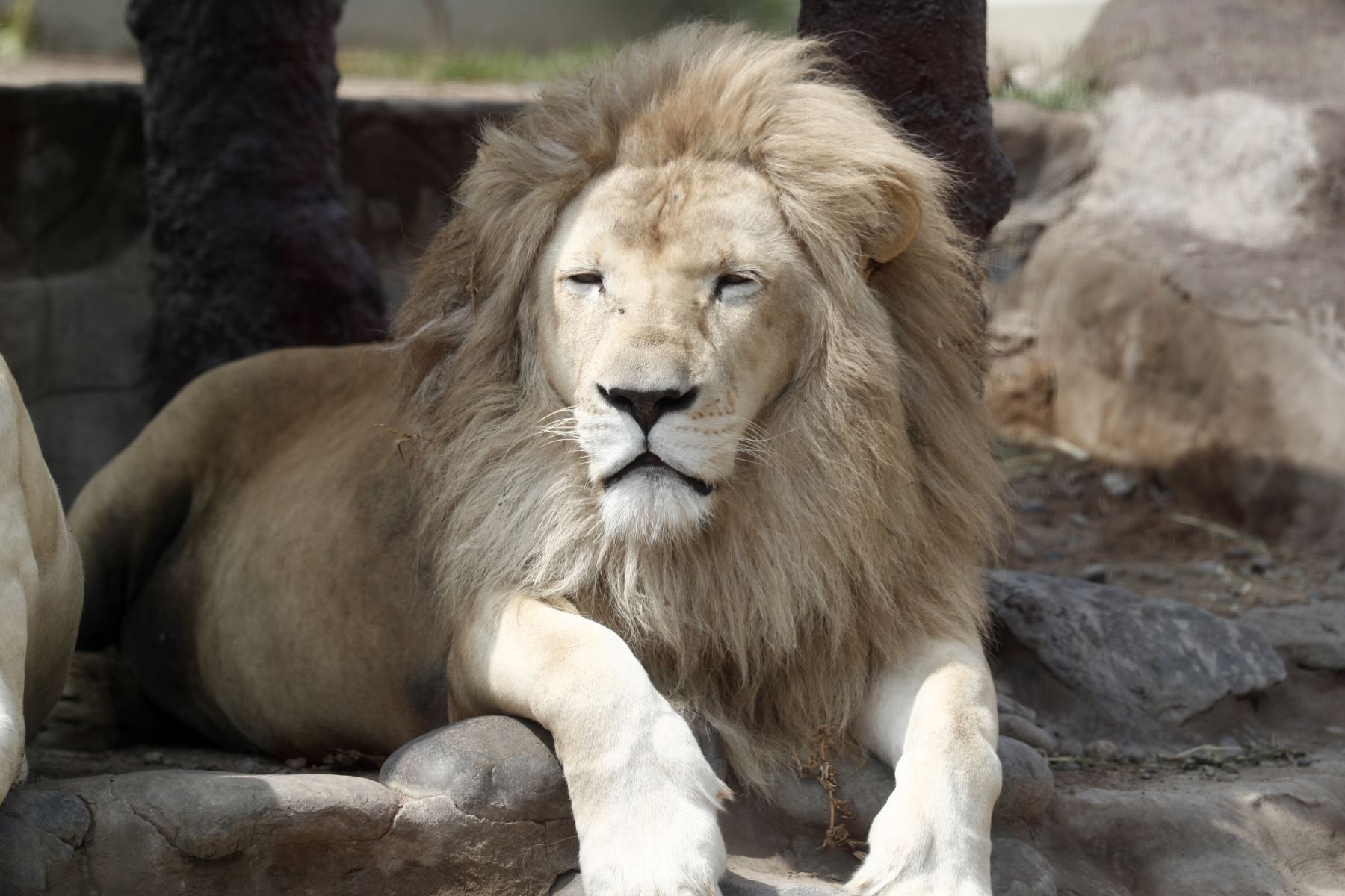 El león blanco, una de las especies animales que el público podrá apreciar en la nueva sede del Parque de las Leyendas de Huachipa. Foto: ANDINA/Daniel Bracamonte