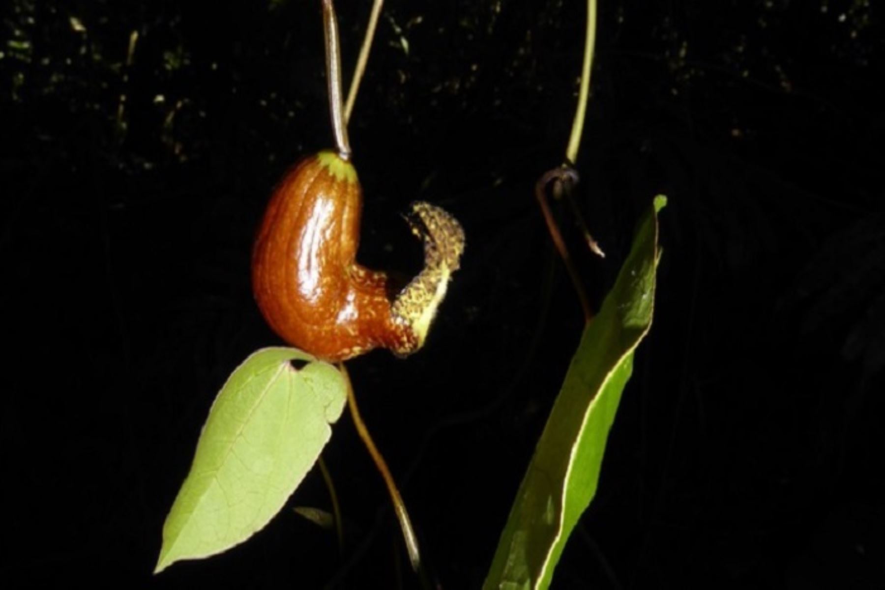El descubrimiento de "Aristolochia brachylimba" es un hito importante en el estudio de la biodiversidad de la región amazónica
