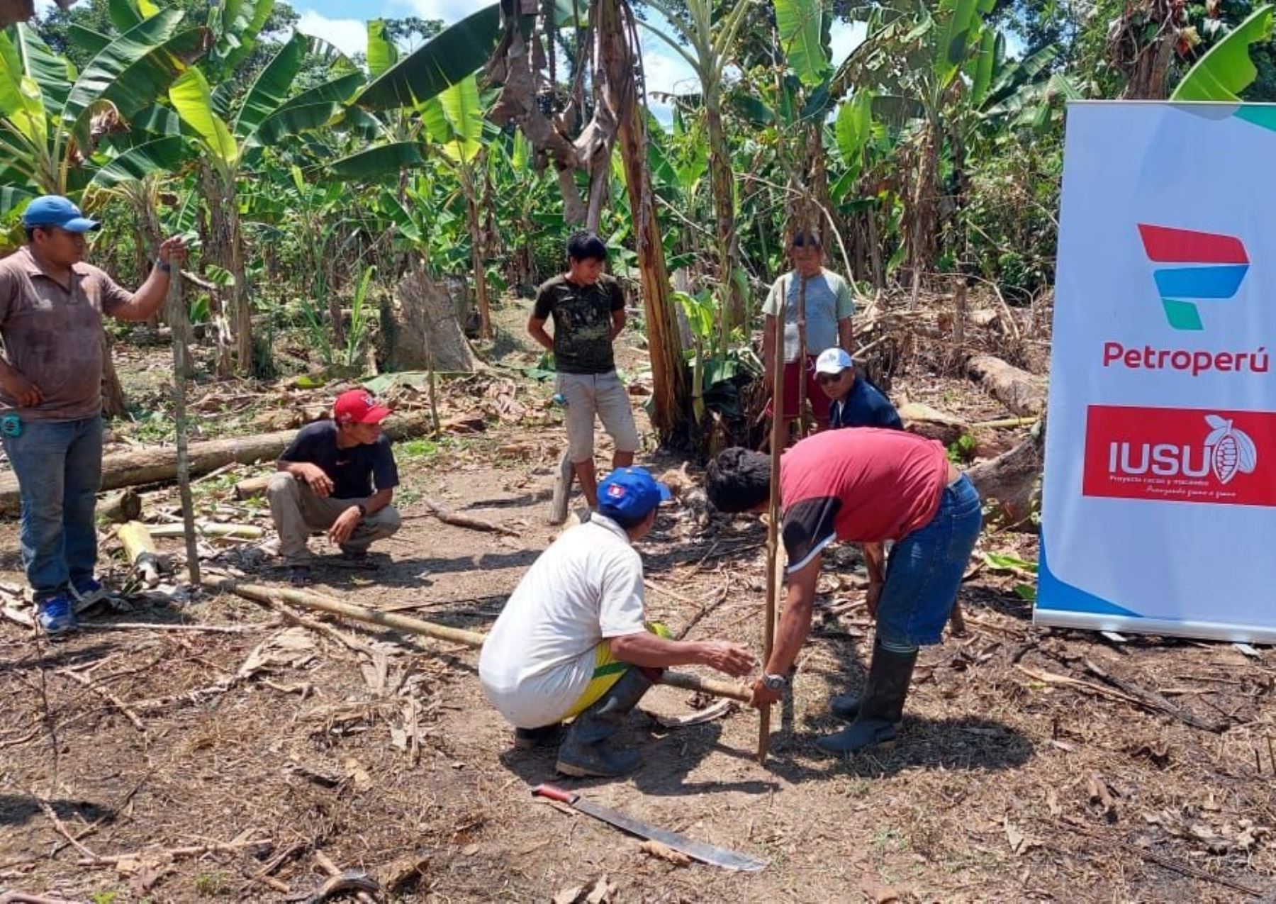 Petroperú impulsa proyecto que promueve producción de cacao en comunidades indígenas de la región Amazonas ubicadas en el ámbito del Oleoducto Norperuano.