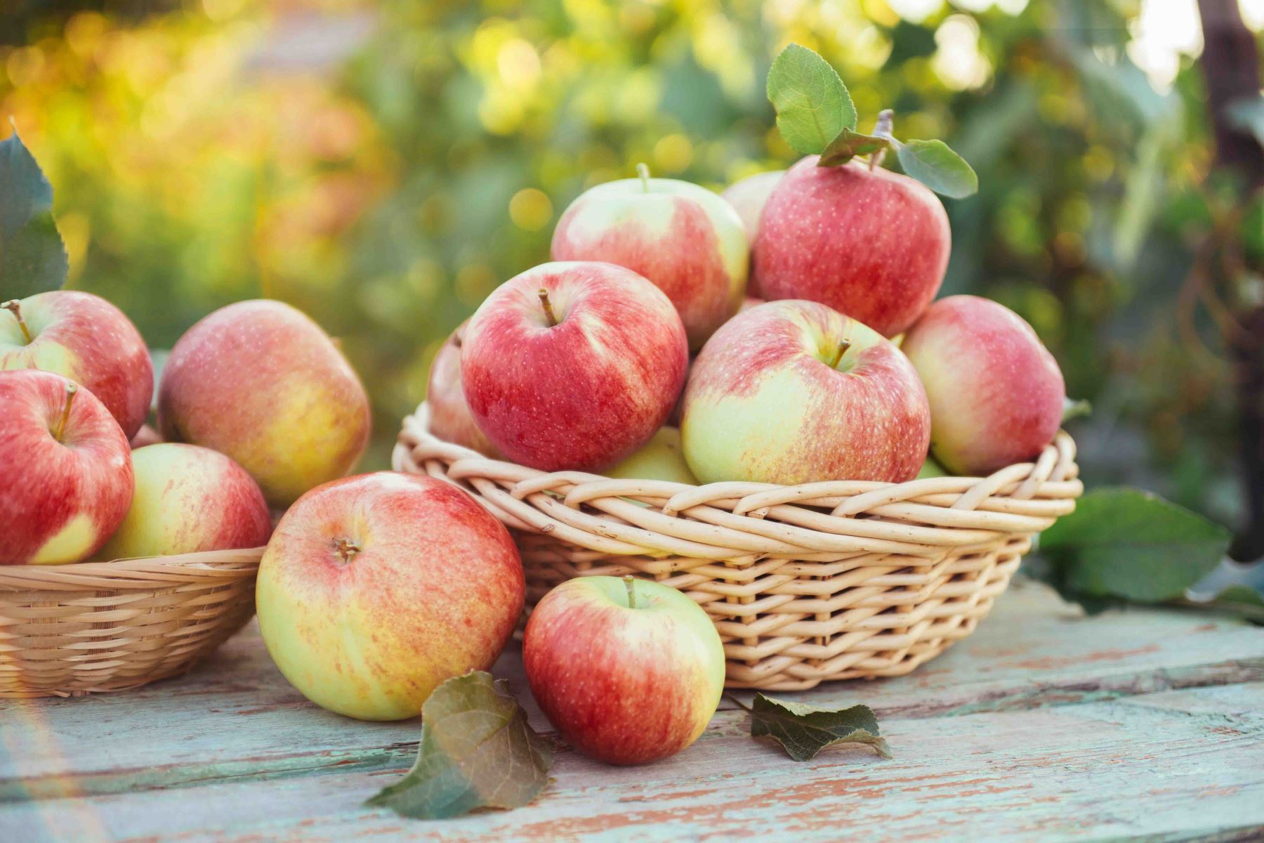 La manzana es una fruta dulce y deliciosa que cuenta con diversas propiedades nutritivas que son beneficiosas para nuestra salud. Foto: cortesía Inacal.