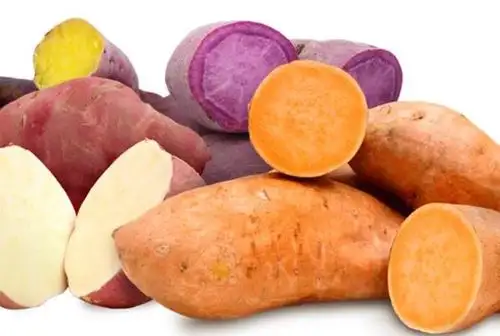 Camote, un túberculo indispensable en el ceviche, plato bandera del Perú. INTERNET/Medios