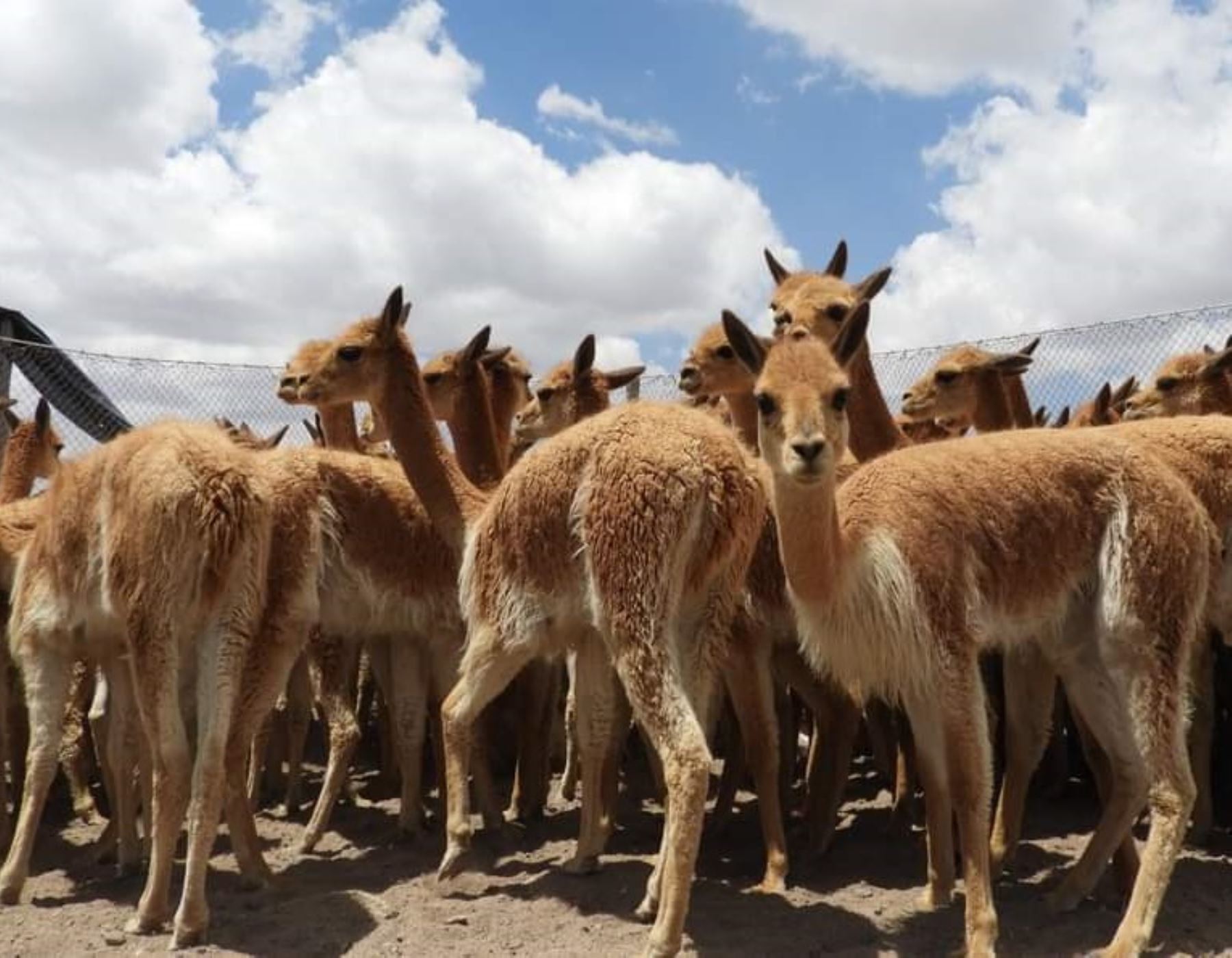 La región Tacna tiene una significativa producción sostenible de fibra de vicuña gracias al trabajo de las comunidades altoandinas. ANDINA/Difusión