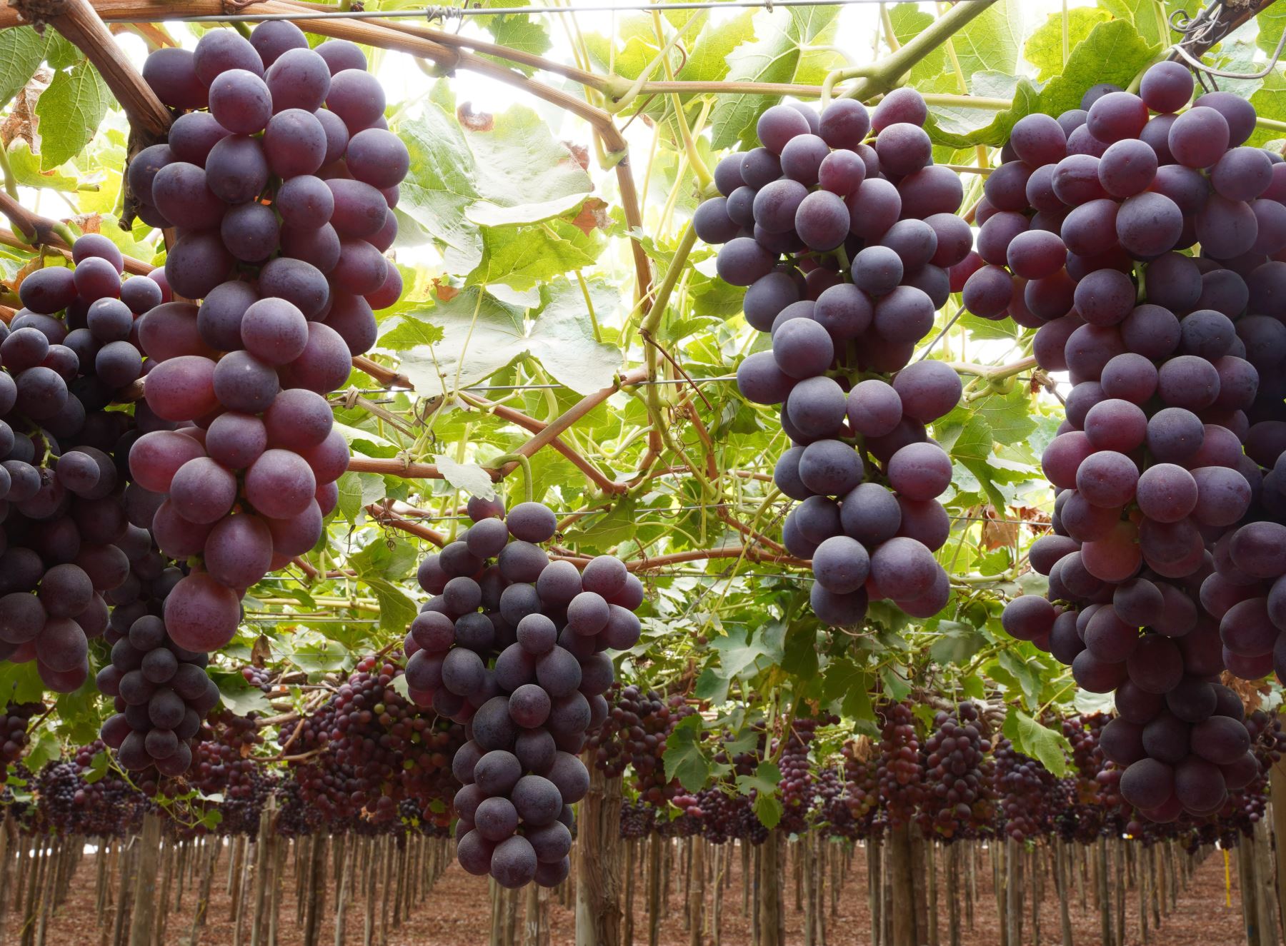 Ica es una de las principales regiones productoras y exportadoras de uva de mesa. Foto: Genry Bautista