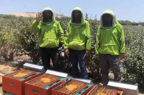 Impulsan producción de miel de abeja con alimento hecho a base de residuos de frutas. Foto: Cortesía.