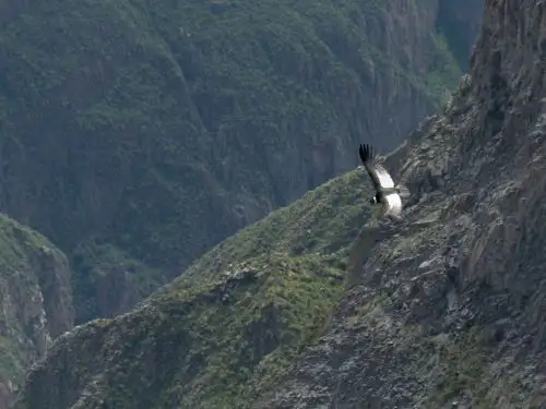 El vuelo del cóndor es uno de los impresionantes espectáculos que puedes disfrutar en tu visita al Cañón del Colca, uno de los principales atractivos turísticos de Arequipa.