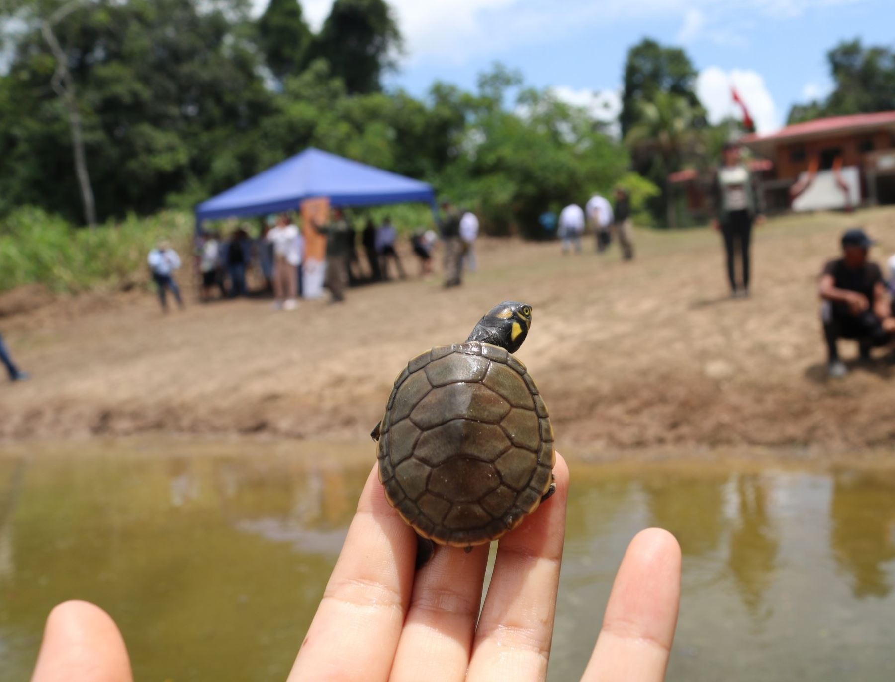 Más de 3,200 taricayas fueron liberadas en la laguna Tipischa, ubicada en Iquitos, región Loreto. ANDINA/Difusión