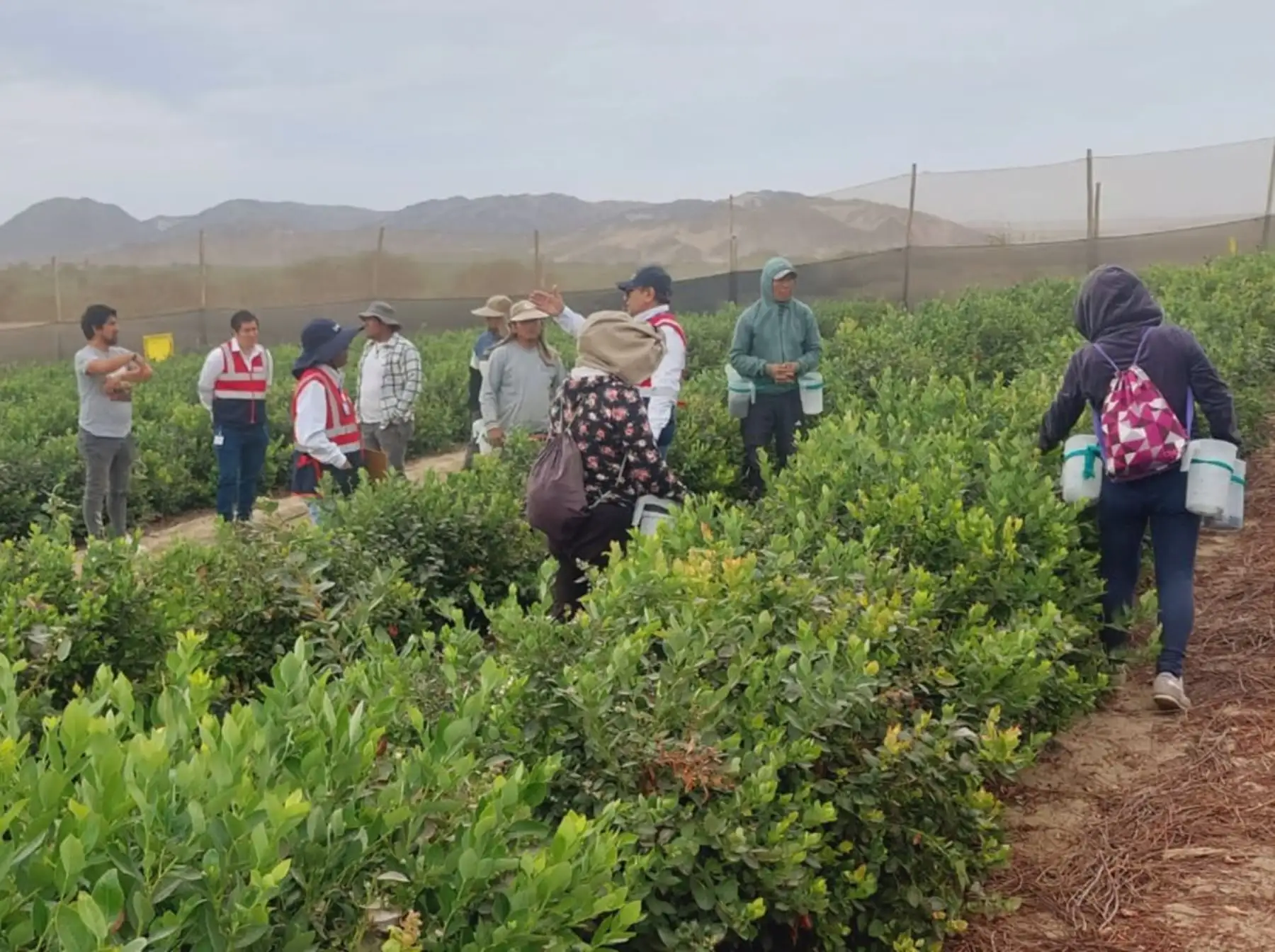 Tres fundos agrícolas de Ica fueron intervenidos por inspectores de Sunafil para verificar un presunto incumplimiento de los derechos laborales de los trabajadores. ANDINA/Difusión