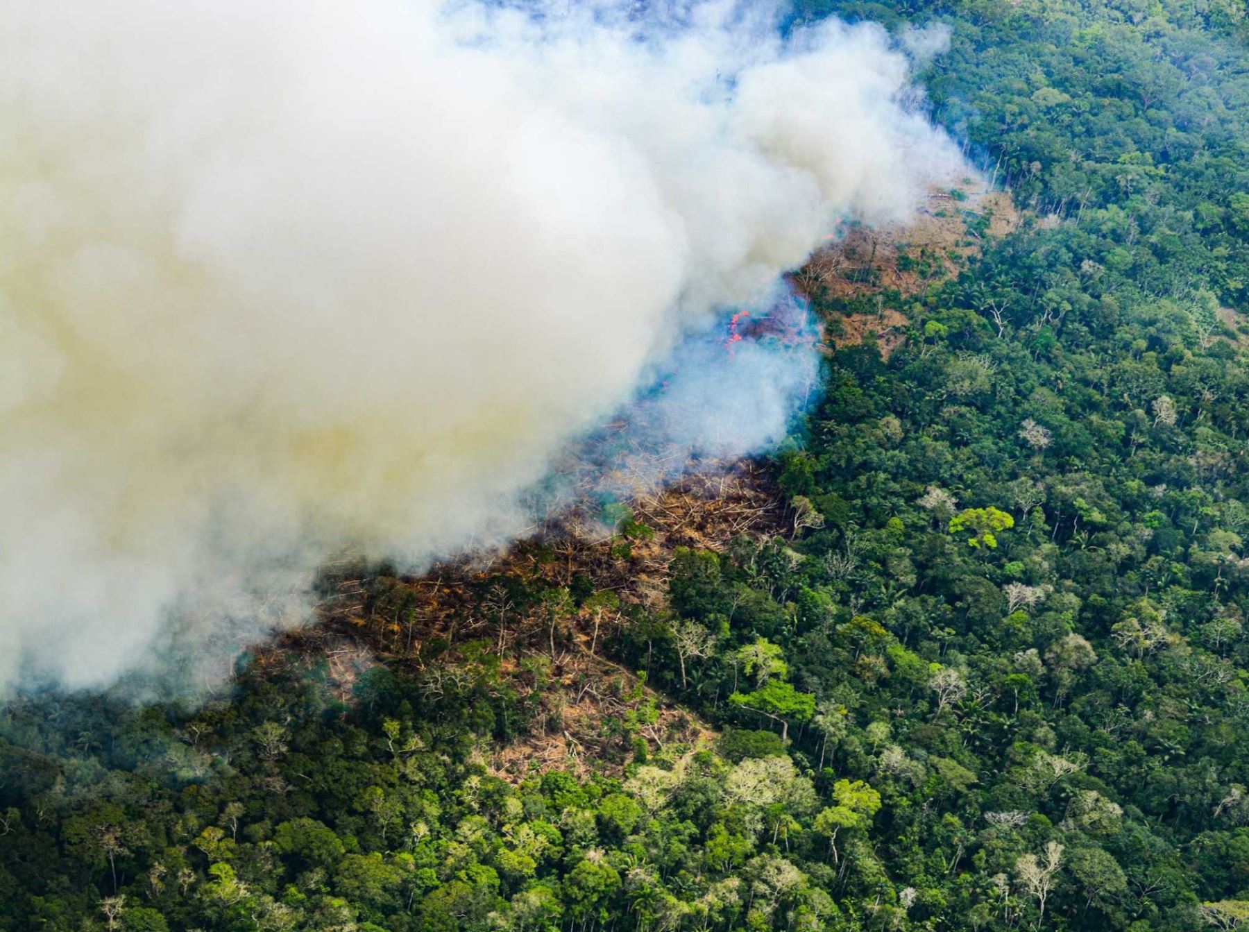 Más del 70 % de los incendios forestales registrados en lo que va del año se han reportado en la Amazonía peruana, advirtió el Serfor.