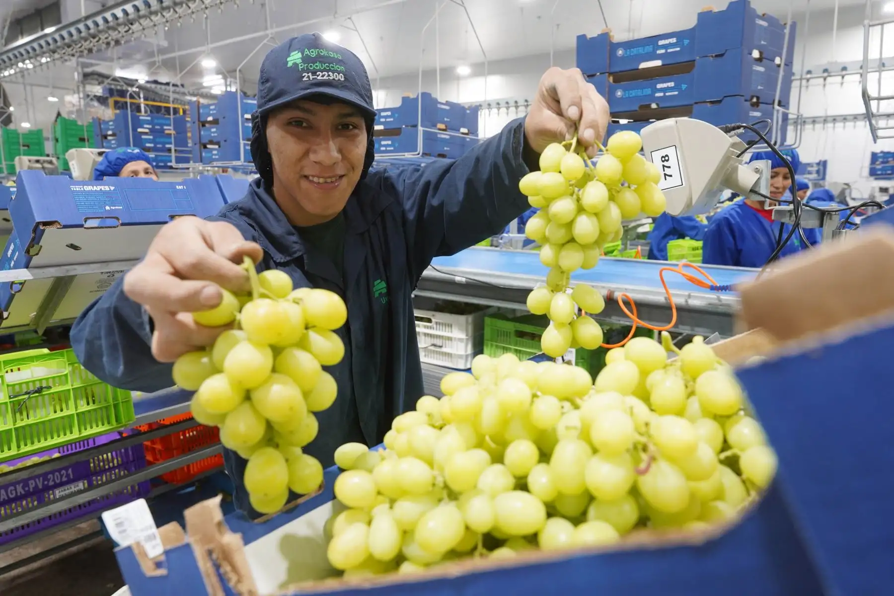 Uvas peruanas para la exportación. Cortesía