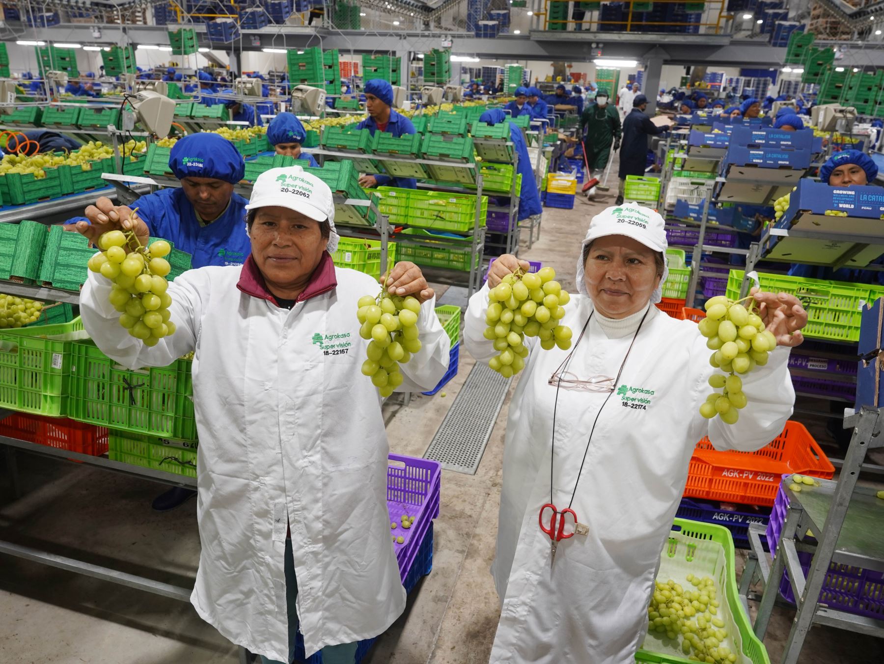 Ica se consolida como la región que lidera la exportación de uva de mesa. En lo que va del año ha exportado más de 2 millones de cajas, un crecimiento de 511 % con respecto a similar periodo del año pasado. Foto: Genry Bautista