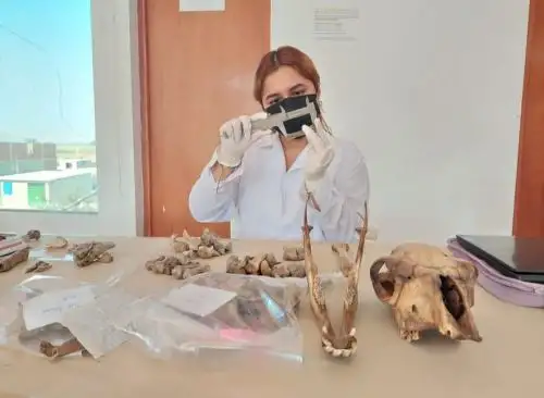 Especialistas del Museo Nacional de Sicán concluyeron los trabajos de conservación y catalogación de material arqueológico hallados en el Santuario Histórico Bosque de Pómac. ANDINA/Difusión
