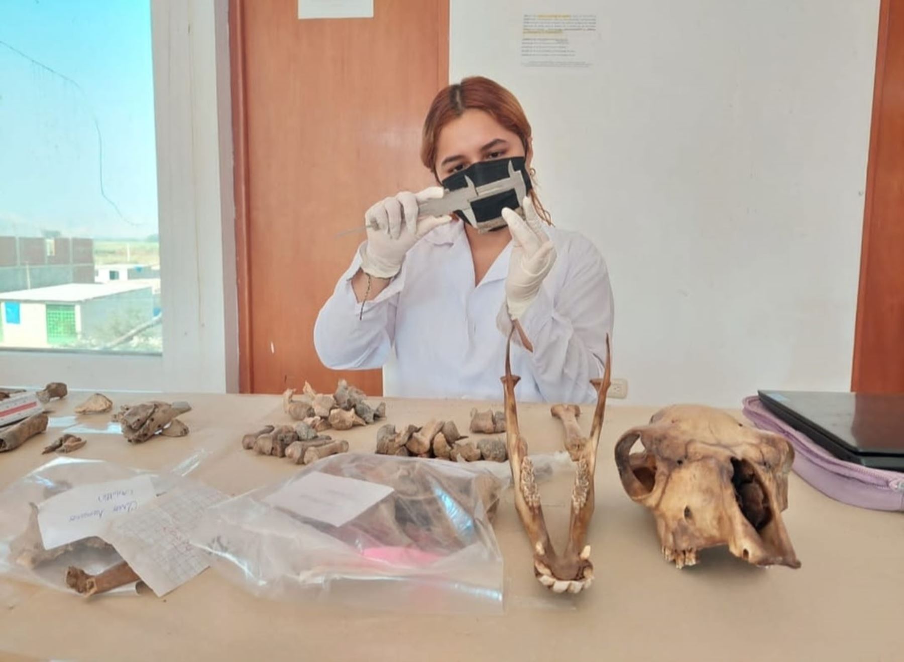 Especialistas del Museo Nacional de Sicán concluyeron los trabajos de conservación y catalogación de material arqueológico hallados en el Santuario Histórico Bosque de Pómac. ANDINA/Difusión
