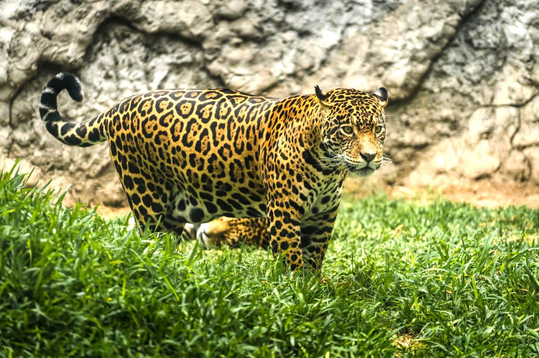 Parque de las Leyendas: celebra este 29 de noviembre el Día Internacional del Jaguar. Foto: ANDINA/Difusión.