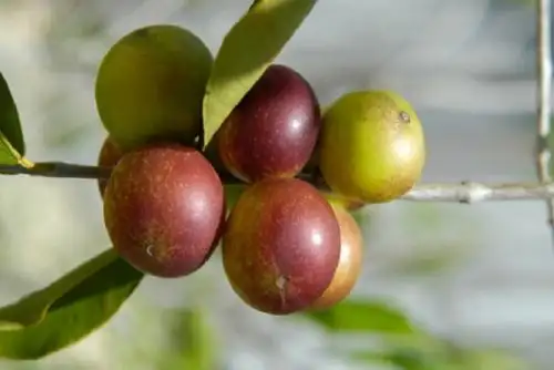 El camu camu contiene una elevada concentración de vitamina C, que es 20 veces mayor que en el limón y 10 veces mayor que en la naranja.