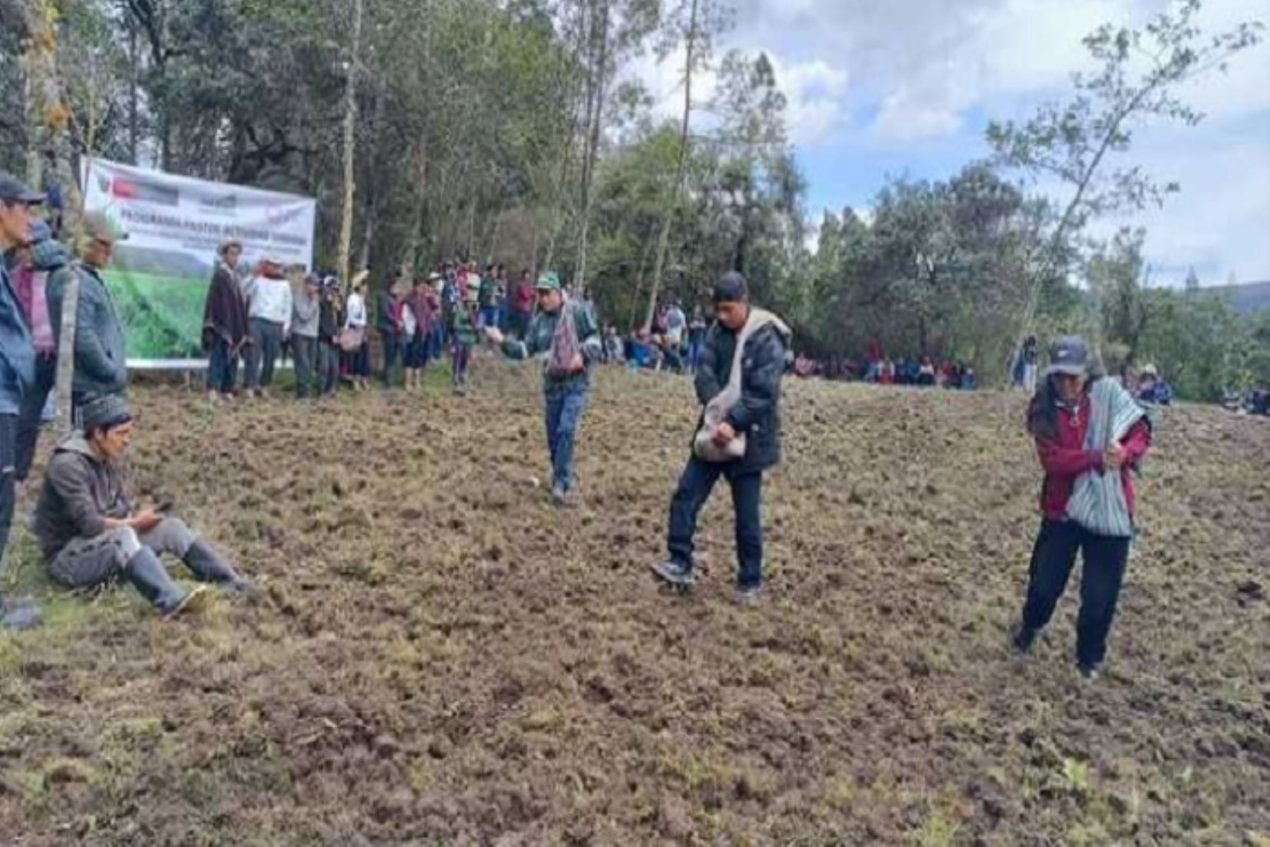 Campaña de siembra de pastos y forrajes 2023- 2024, ejecutada por Agro Rural, se viene desarrollando en 22 departamentos del país.