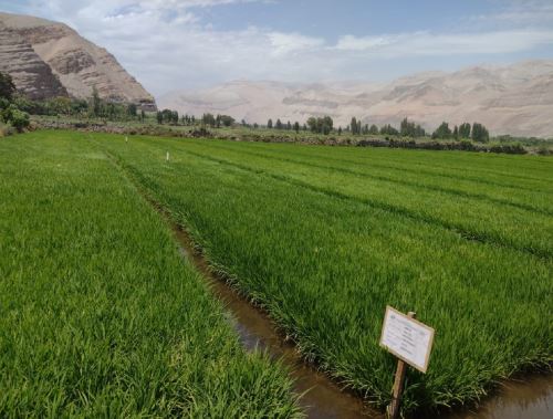 La Gerencia Regional de Agricultura de Arequipa instaló módulos experimentales en las provincias de Camaná y Castilla para evaluar variedades de semillas de arroz ANDINA/Difusión