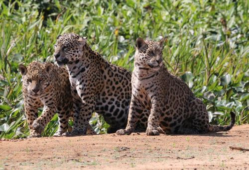 El Perú conmemora hoy el Día Internacional del Jaguar, una emblemática especie de nuestra fauna silvestre. ANDINA/Difusión