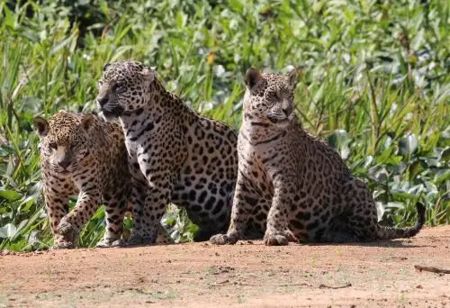 El Perú conmemora hoy el Día Internacional del Jaguar, una emblemática especie de nuestra fauna silvestre. ANDINA/Difusión