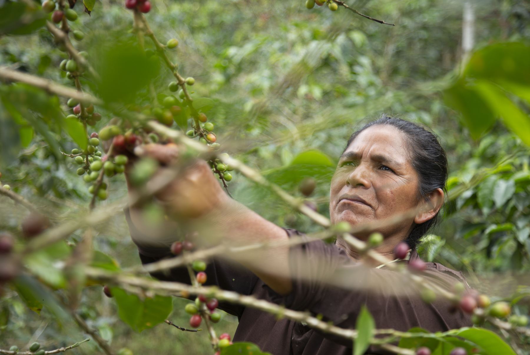 Mujer, café y dignidad . Imagen Tomada en  el 2019. En el Valle del Monzón de la Región Huánuco.
Foto: ANDINA/ Eddy Ramos