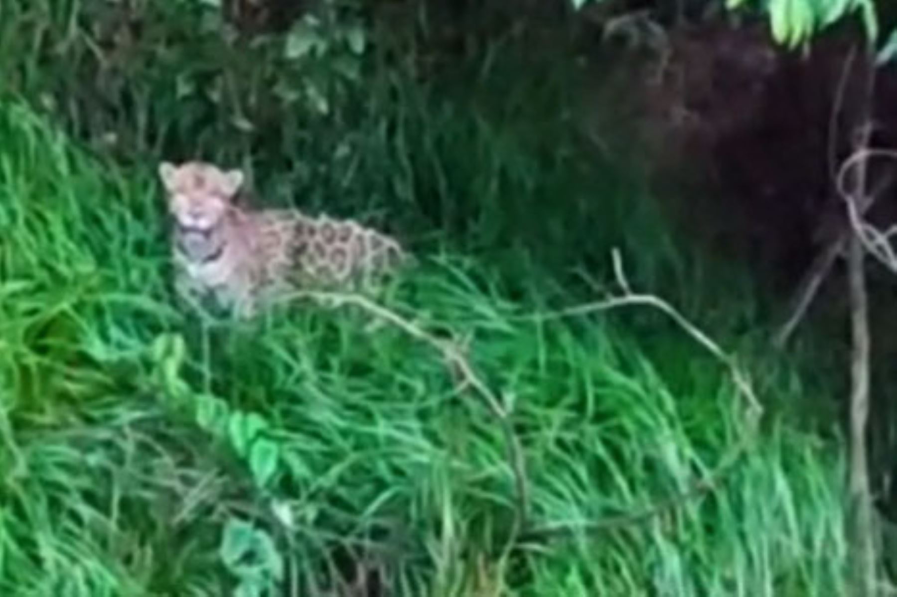 Jaguar fue registrado por guardaparque en el parque nacional Yaguas, ubicado en la región Loreto. Foto: Captura TV