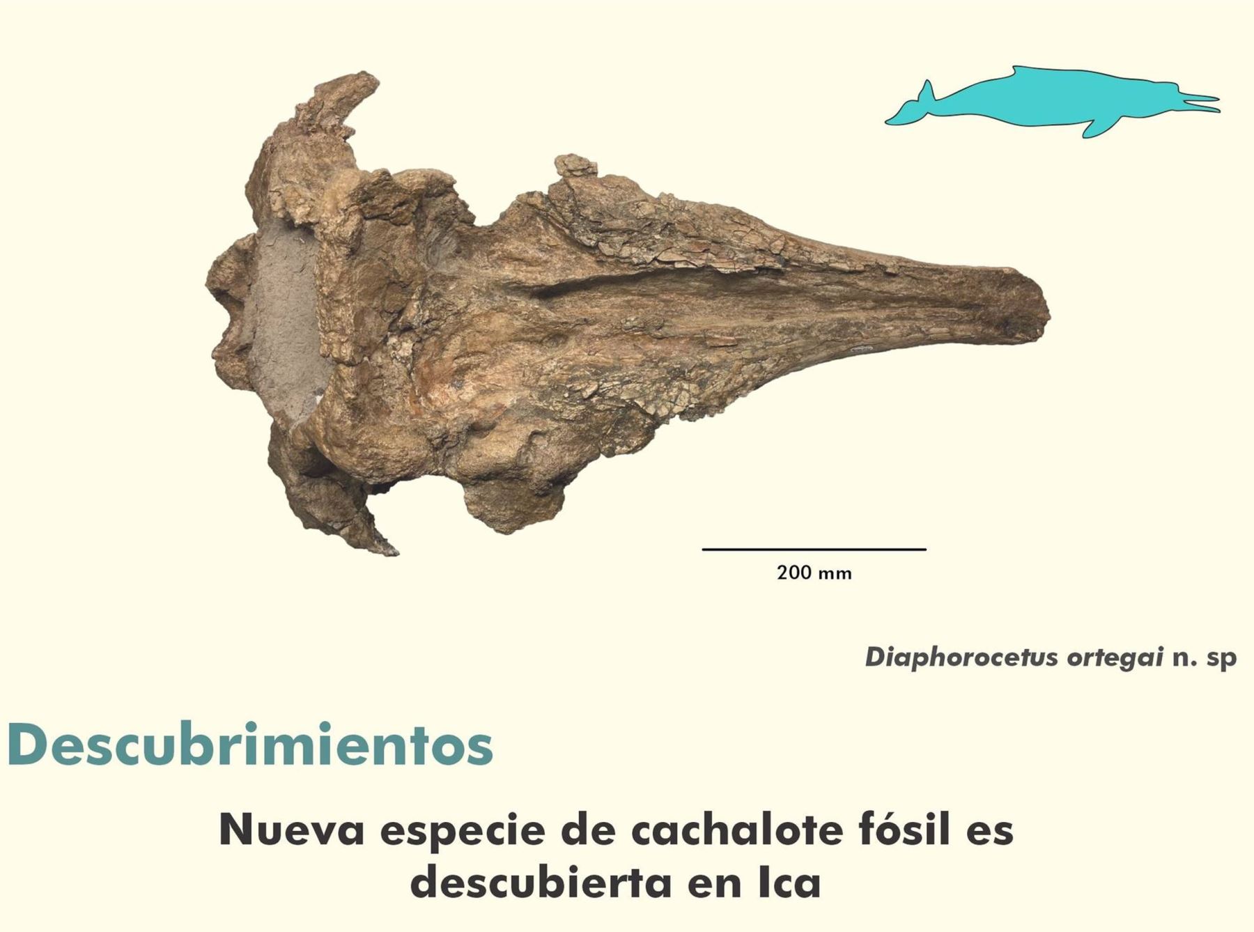 Equipo de investigadores descubrió una nueva especie de cachalote fósil en el desierto de Ocucaje, en Ica.