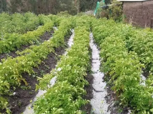 Al menos n65 hectáreas de cultivo de los distritos de Santo Tomás y Ccapacmarca, provincia de Chumbivilcas, Cusco, resultaron afectadas por una fuerte granizada. Foto: José Cahuana Ttito/Facebook