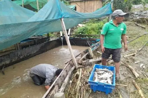 La furia de la naturaleza destruyó los pozos de producción de pequeños emprendedores y provocaron la muerte de más de 500 alevinos.