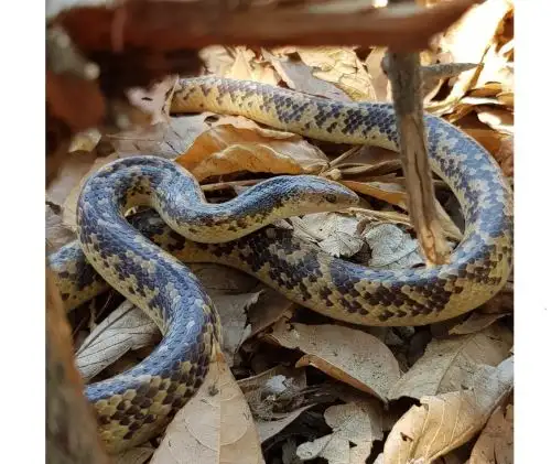 Reconocen a Centros de Manejo de Fauna y Productores del bosque seco por sus prácticas
