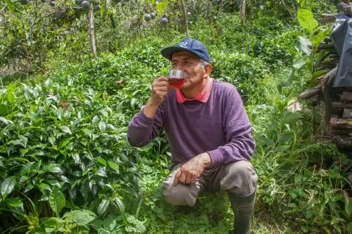 Productores cusqueños de té ganan medallas de reconocimiento en Europa. Foto: ANDINA/Difusión