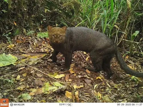Es la primera que se registra en el Santuario Histórico de Machu Picchu la presencia de ejemplares del yaguarundí, un felino endémico de América; de la ardilla y del roedor picuro mama, conocido también como machetero.  ANDINA/Difusión