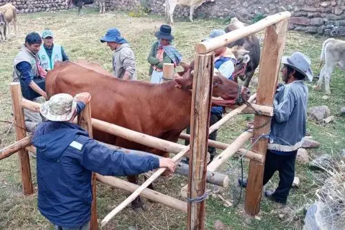 Posta de inseminación artificial potencia la actividad ganadera en la región Madre de Dios. Foto: MIDAGRI/Difusión.