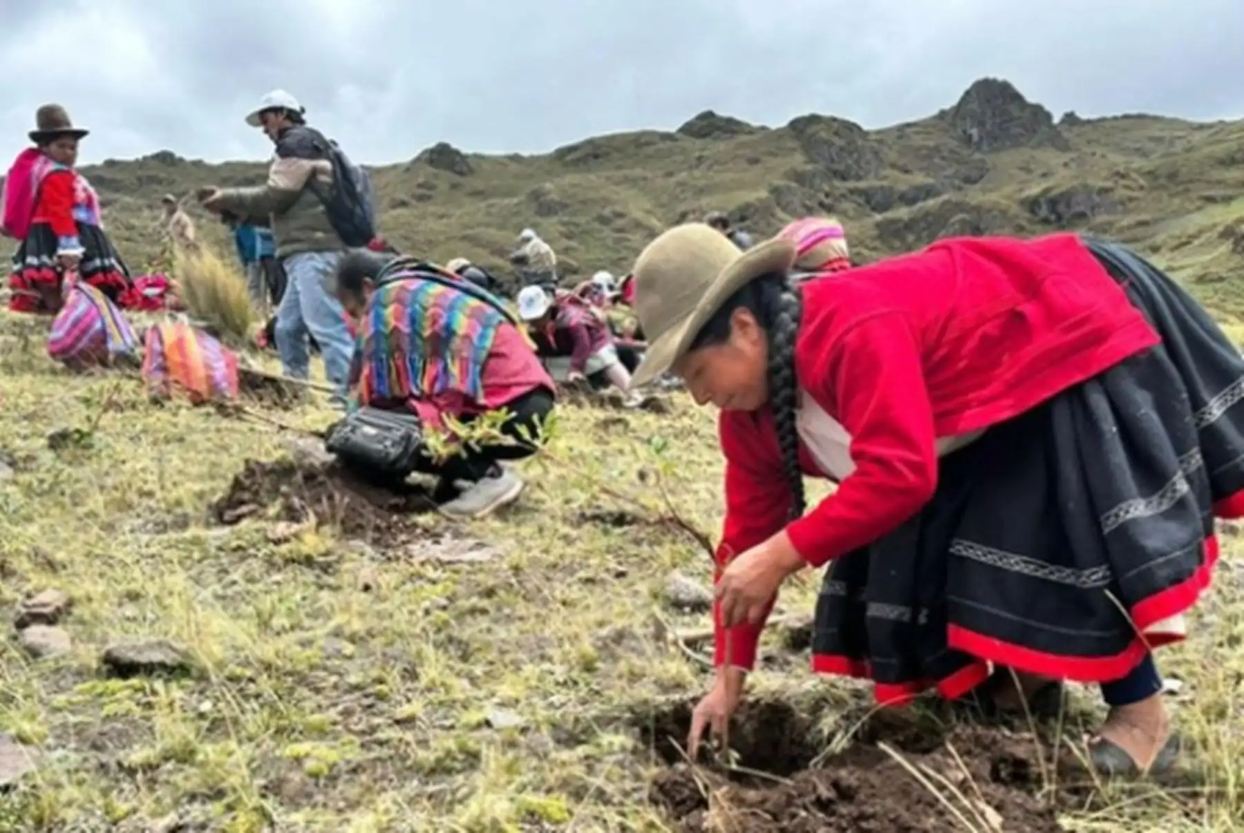 Una jornada de reforestación se desarrolló en la provincia de Paruro, región Cusco. Foto: ANDINA / Archivo