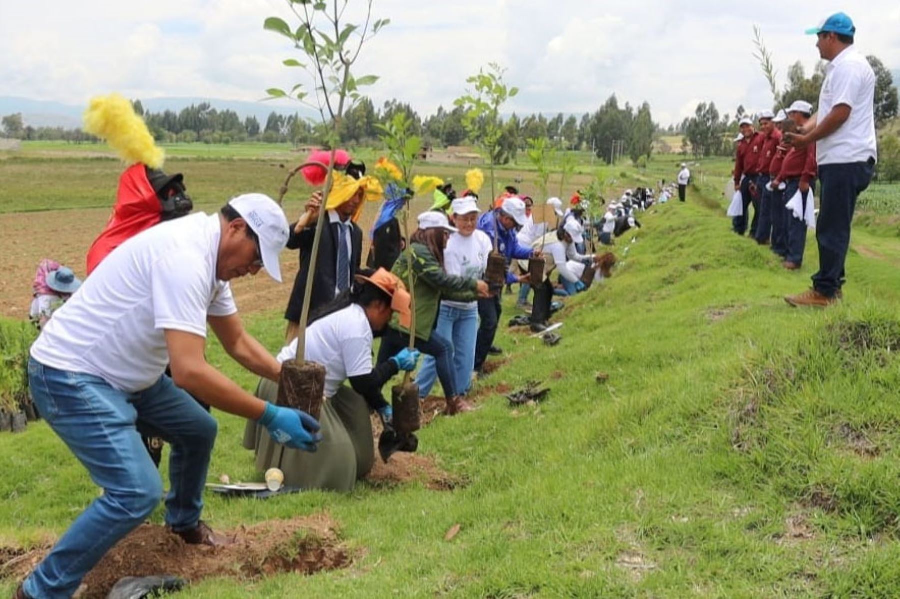 En los terrenos comunales de Chongos Bajo se sembraron más de 11,000 árboles producidos en el vivero municipal de Chupaca, región Junín. Foto: ANDINA/Difusión