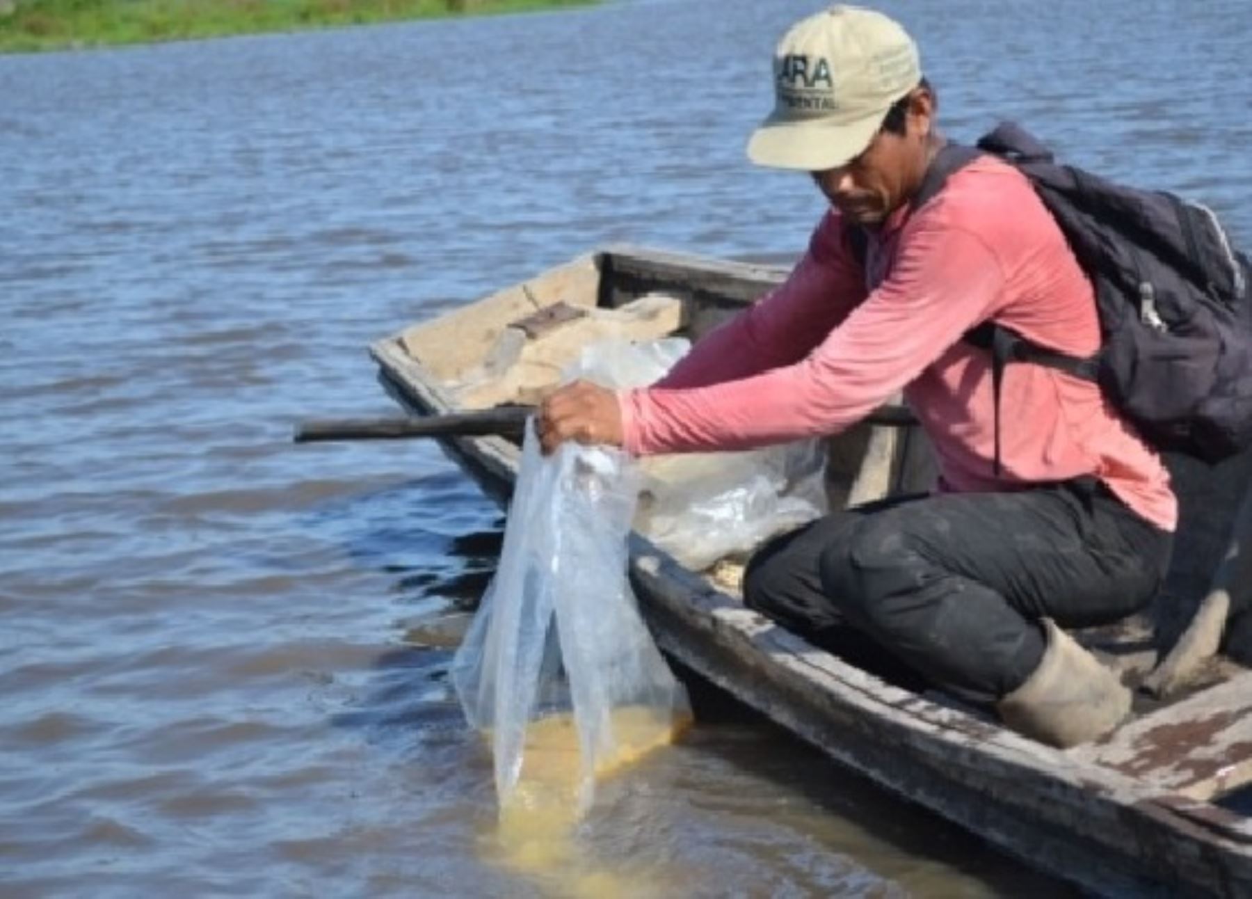 Ucayali promueve el repoblamiento de las lagunas de esta región con especies amazónicas como el paco y la gamitana. ANDINA/Difusión
