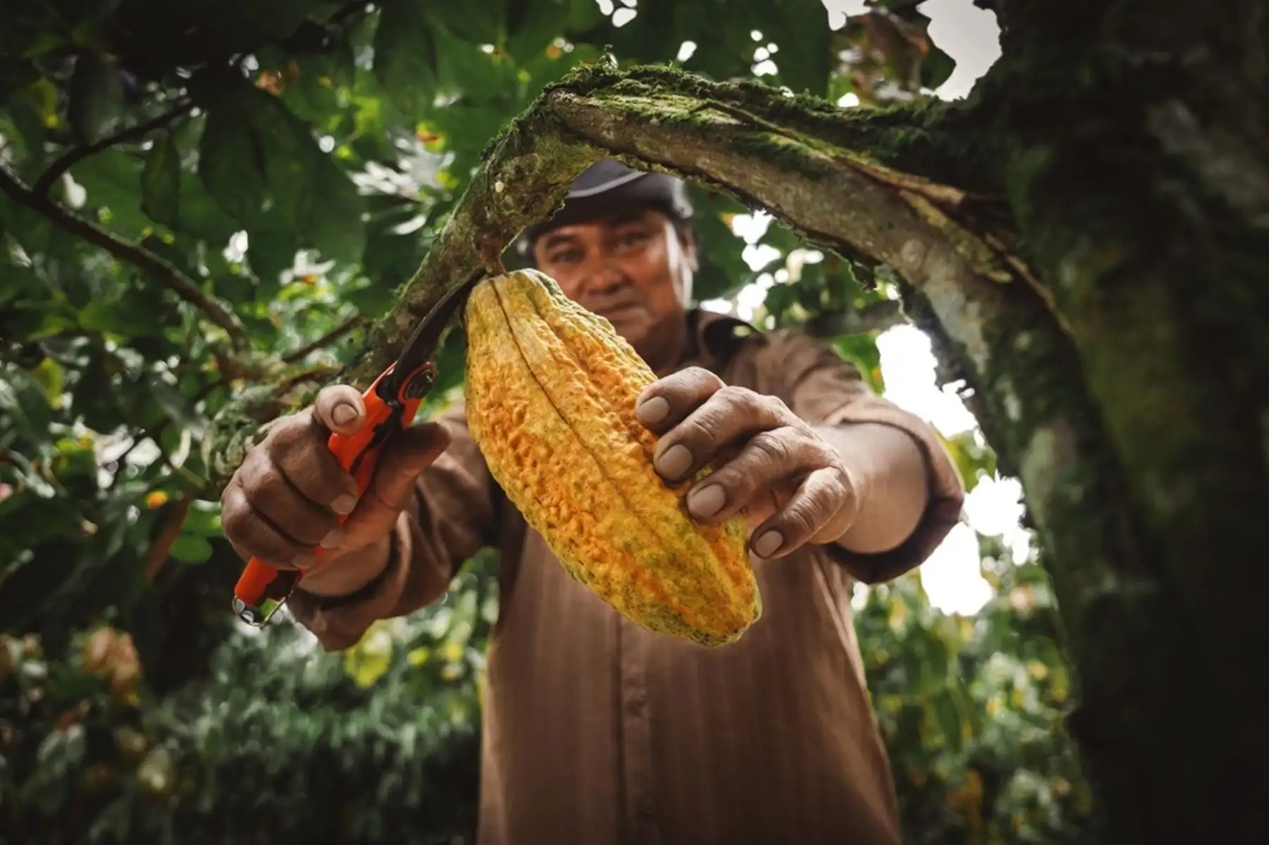 Empresas de cinco regiones obtienen sello nacional de Biocomercio Perú. Cortesía Promperú