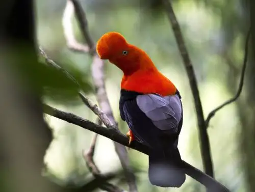 El gallito de las rocas, ave nacional del Perú, es el protagonista del nuevo billete de S/ 200 que lanzó el Banco Central de Reserva.