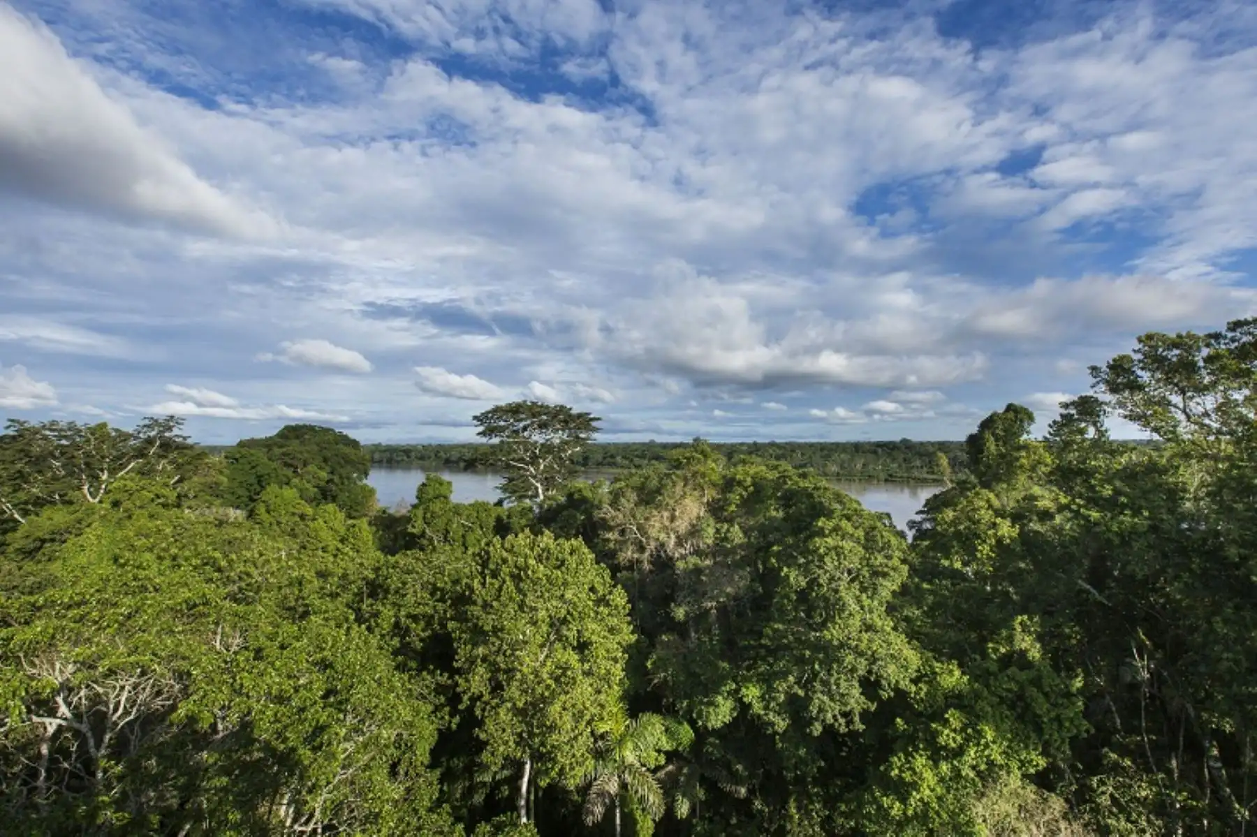Serfor y Naciones Unidas buscan desarrollar una estrategia de financiamiento forestal.