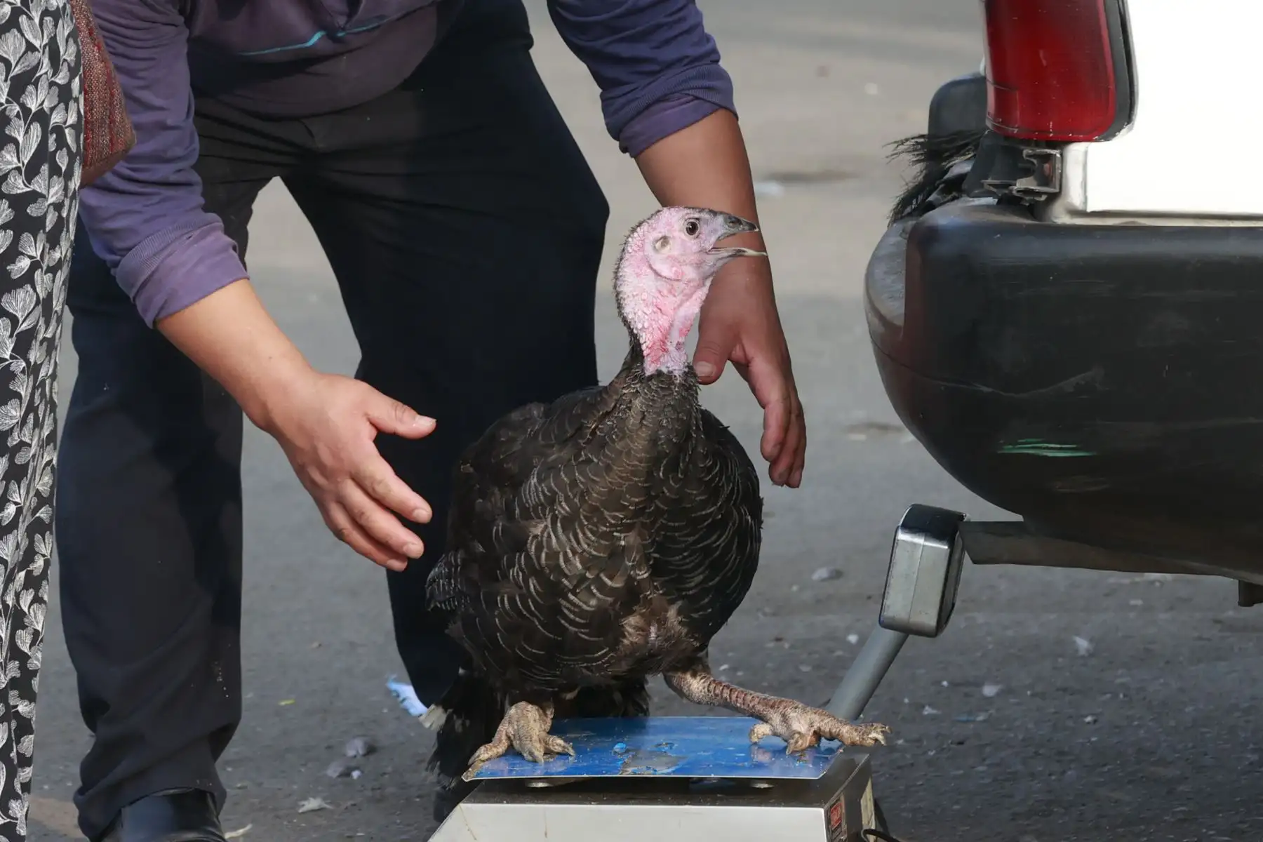 Como todas las navidades, muchos peruanos buscan comprar pavos 
para la tradicional cena de noche buena.
Foto: ANDINA/Vidal Tarqui