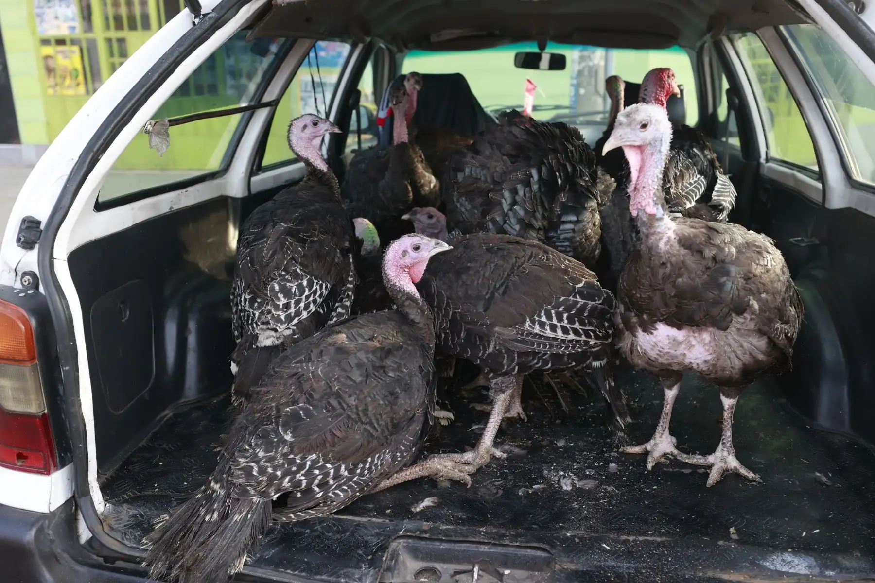 Para las fiestas de Navidad y Año Nuevo 2024, la oferta de pavos será de un millón 621,000 unidades, a fin de atender los requerimientos de comerciantes y consumidores, informó el Ministerio de Desarrollo Agrario y Riego (Midagri).

Foto: ANDINA/Vidal Tarqui
