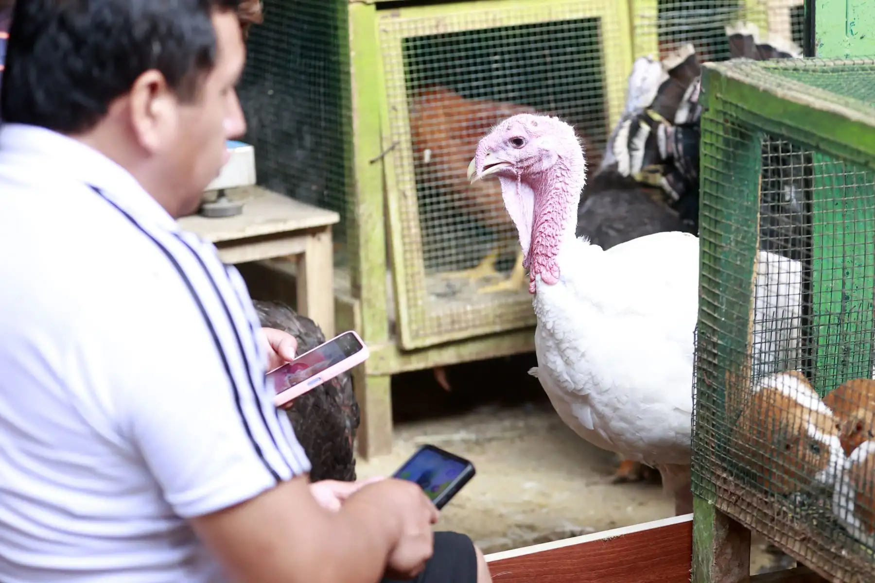 Para las fiestas de Navidad y Año Nuevo 2024, la oferta de pavos será de un millón 621,000 unidades, a fin de atender los requerimientos de comerciantes y consumidores, informó el Ministerio de Desarrollo Agrario y Riego (Midagri).

Foto: ANDINA/Vidal Tarqui