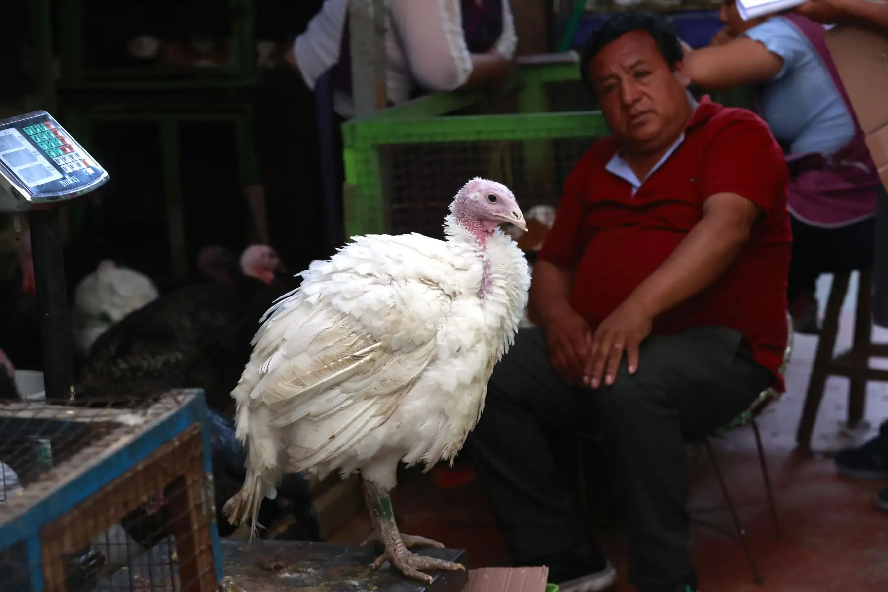 Oferta nacional de pavos para estas fiestas muestra un decrecimiento de 7.4% respecto a lo ofertado en el 2022, reducción que responde al impacto de la recesión económica que viene afectando al país.
Foto: ANDINA/Vidal Tarqui