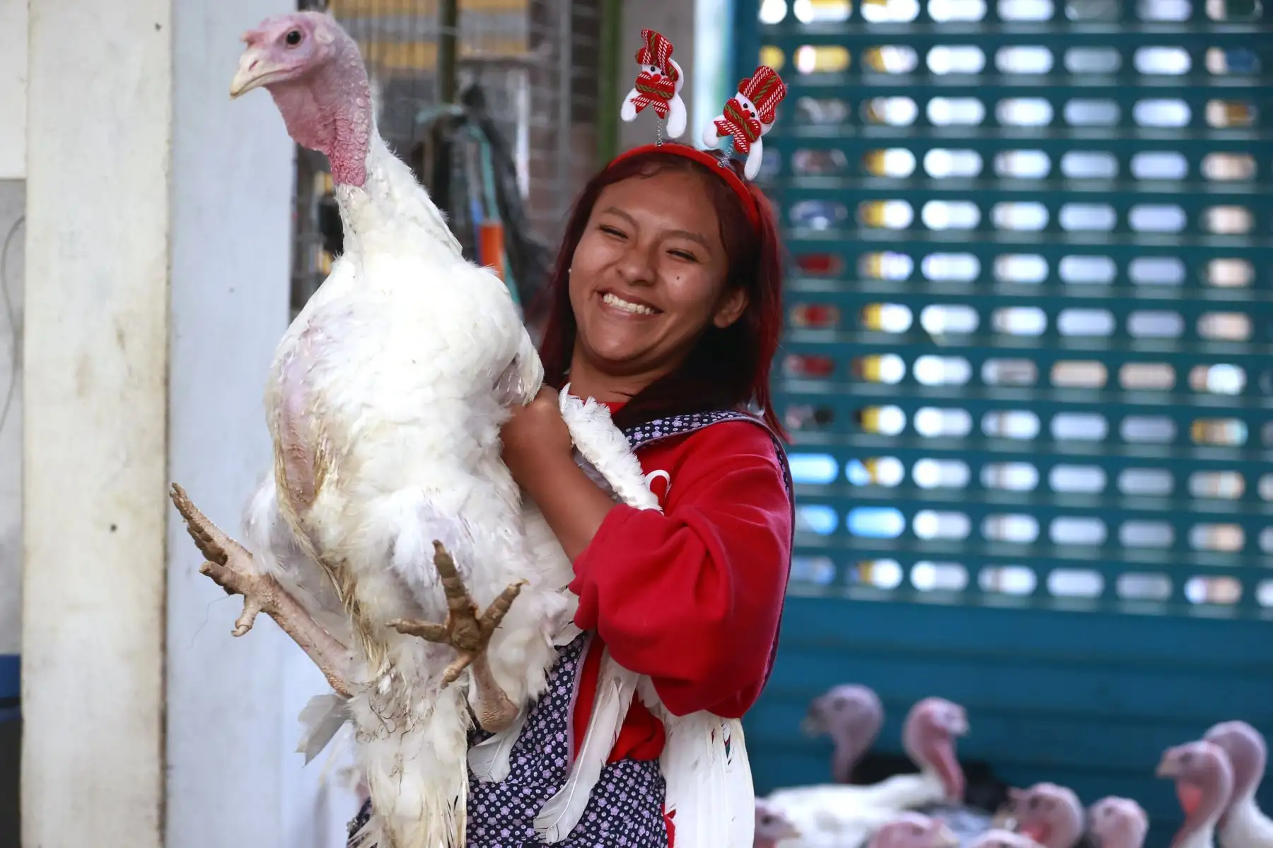 Oferta de pavos llegará a 1.62 millones de unidades en fiestas de Navidad y Año Nuevo.
Foto: ANDINA/Vidal Tarqui