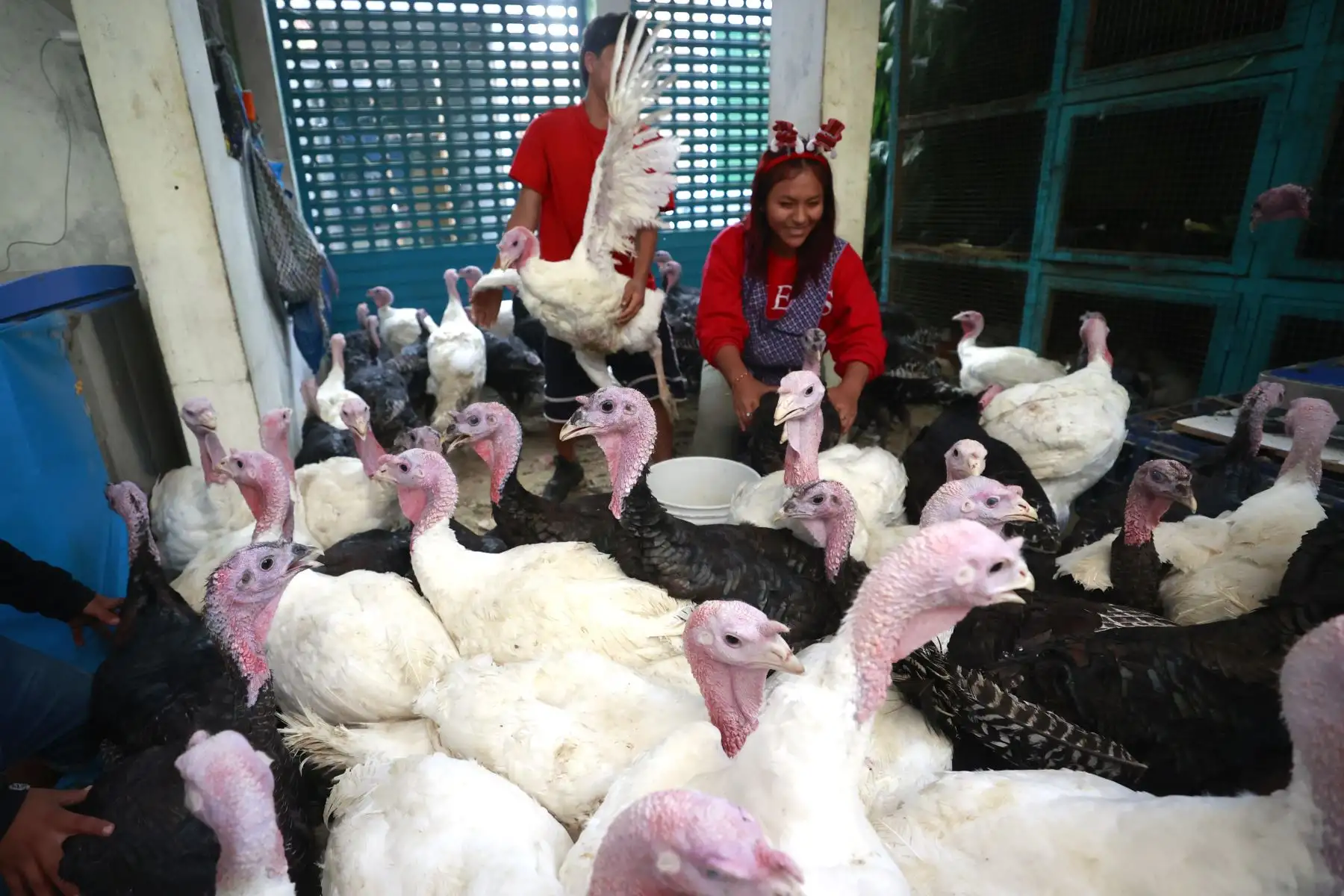 Oferta de pavos llegará a 1.62 millones de unidades en fiestas de Navidad y Año Nuevo.
Foto: ANDINA/Vidal Tarqui