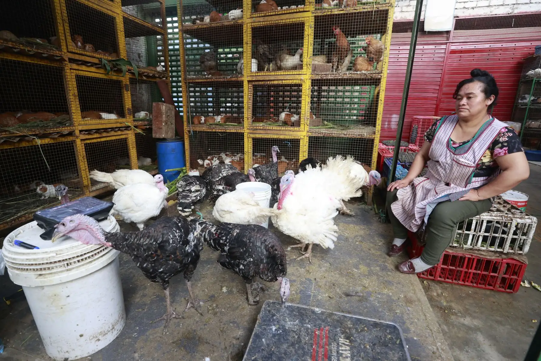 Como todas las navidades, muchos peruanos buscan comprar pavos 
para la tradicional cena de noche buena.
Foto: ANDINA/Vidal Tarqui