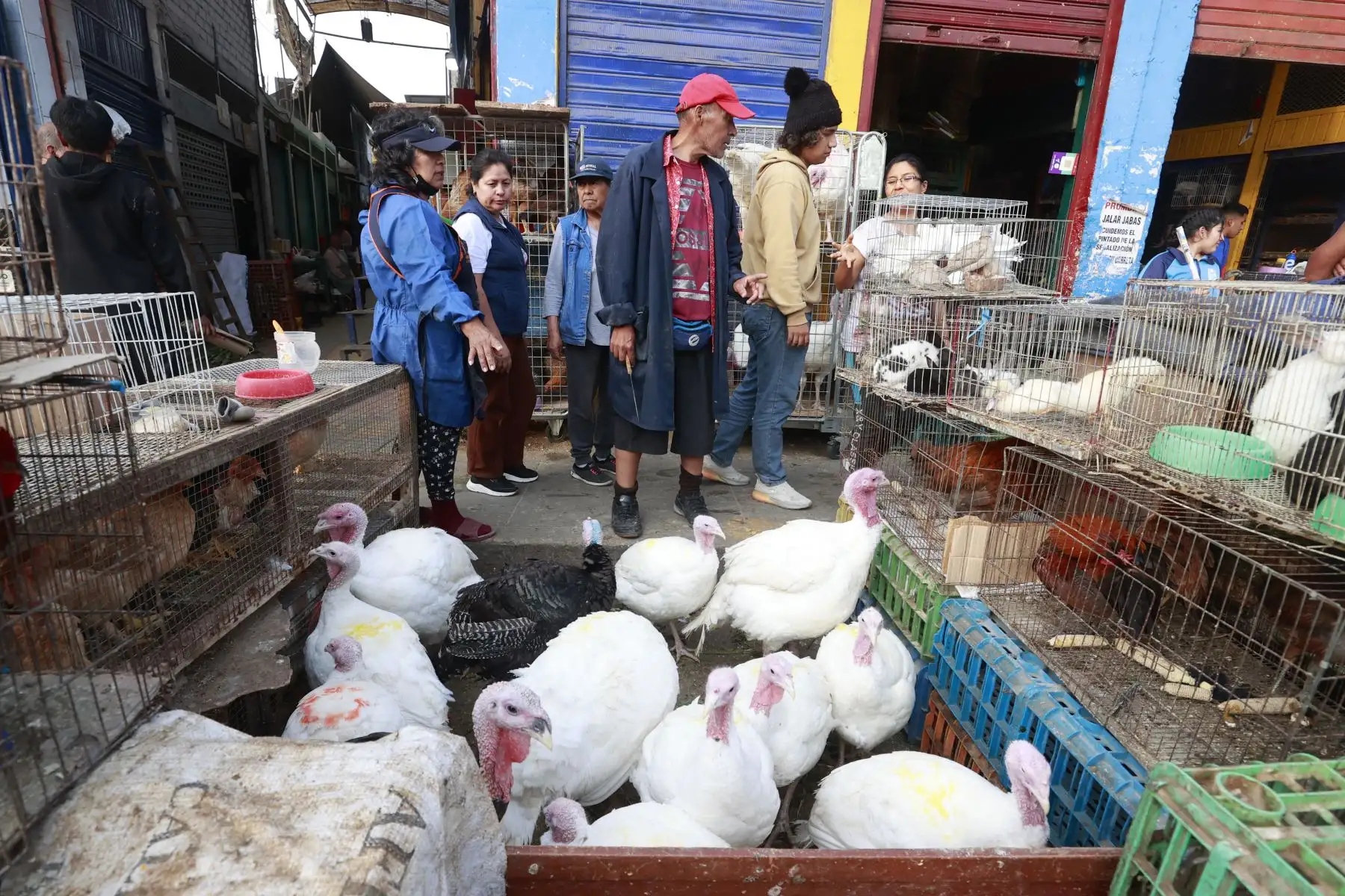 Oferta de pavos llegará a 1.62 millones de unidades en fiestas de Navidad y Año Nuevo.
Foto: ANDINA/Vidal Tarqui