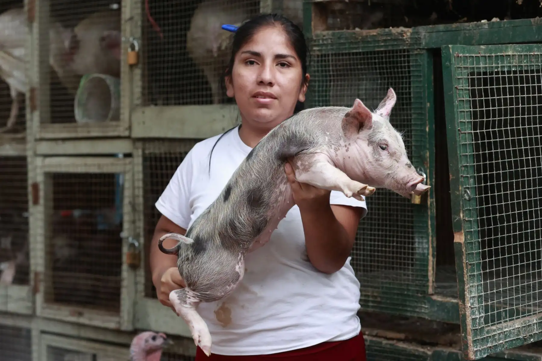 Como todas las navidades, muchos peruanos buscan comprar pavos 
para la tradicional cena de noche buena.
Foto: ANDINA/Vidal Tarqui