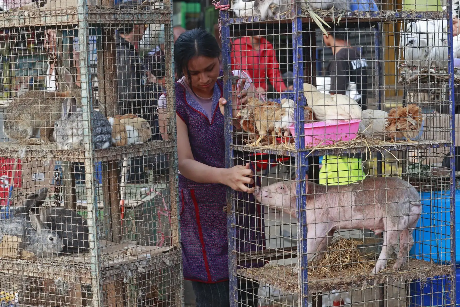 Oferta nacional de pavos para estas fiestas muestra un decrecimiento de 7.4% respecto a lo ofertado en el 2022, reducción que responde al impacto de la recesión económica que viene afectando al país.
Foto: ANDINA/Vidal Tarqui